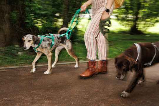 Portrait of two dogs walking and an unrecognizable dog walker.