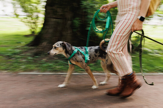 Portrait dog walking and an unrecognizable dog walker.