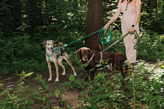 Portrait of two dogs walking and an unrecognizable dog walker.