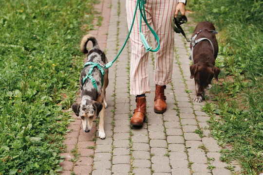 Portrait of unrecognizable dog walker with two dogs on a stone path.