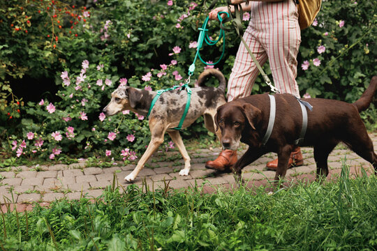 Portrait of two dogs walking and an unrecognizable dog walker.