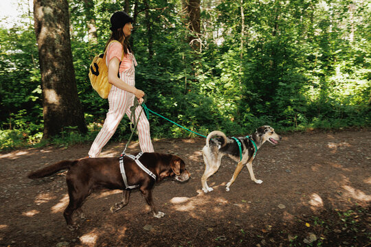 Portrait of two dogs walking and an dog walker.