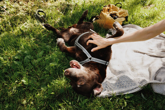 Woman&rsquo;s hand rubs belly of brown dog lying on  back of grass.
