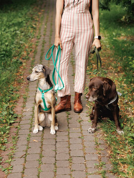 Portrait of unrecognizable dog walker with two dogs on a stone path.