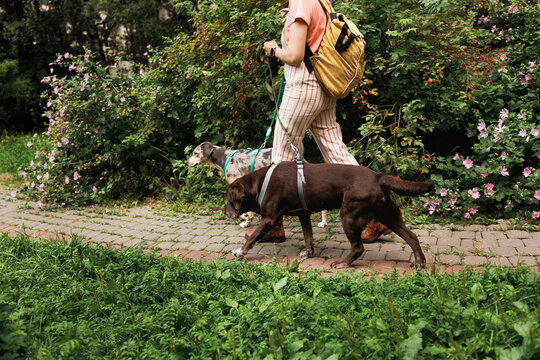 Portrait of two dogs walking and an unrecognizable dog walker.