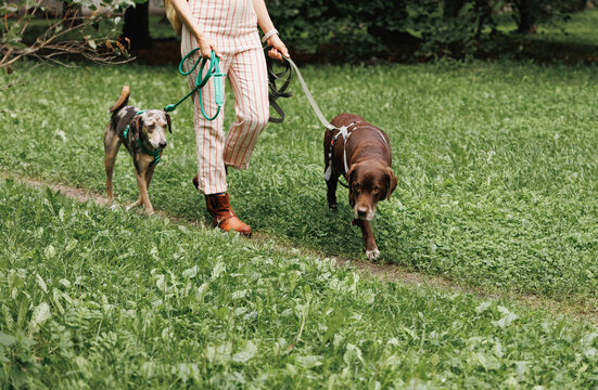 Portrait of two dogs walking and an unrecognizable dog walker.