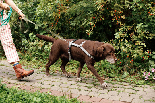 Portrait Labrador retriever walking and an unrecognizable dog walker.