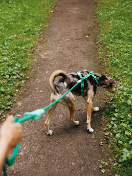 Top view of dog on leashes in the park.