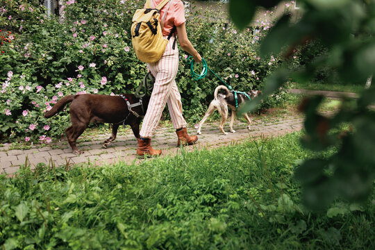 Portrait of two dogs walking and an unrecognizable dog walker.