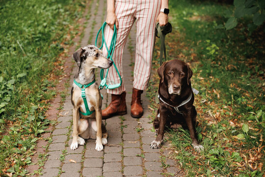 Portrait of two dogs on a stone track and unrecognizable owner. 