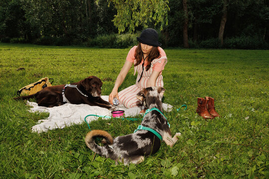 Owner with dogs on rest.
