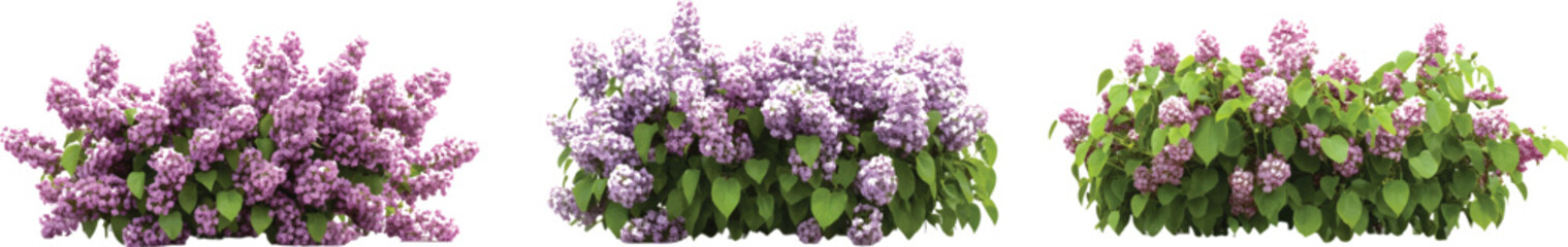 Obraz premium 3 realistic cutouts of clear reflections of lilac bushes with flowers, on a transparent background