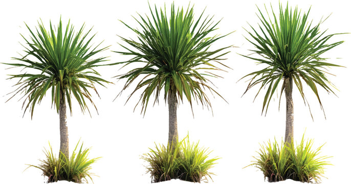 3 tall yucca trilobate trees isolated on transparent background