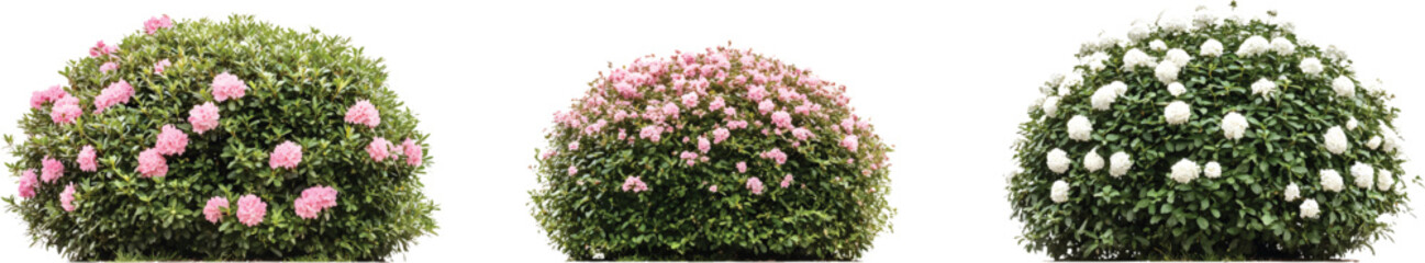 Obraz premium 3 topiary bushes with pink and white flowers, in various sizes and shapes, on a transparent background