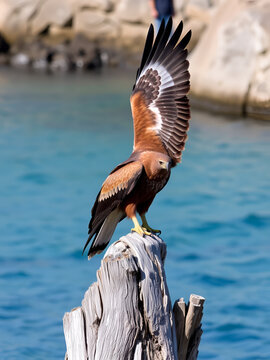 Red hawk,Red-backed sea-eagle