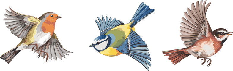Flying garden birds illustration, realistic robin blue tit sparrow vector wildlife set with detailed feathers colorful natural motion artwork © MdAnisur