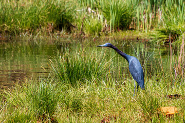colorful rich hue little blue heron Egretta caerulea standing hunting by a pond in bright spring green