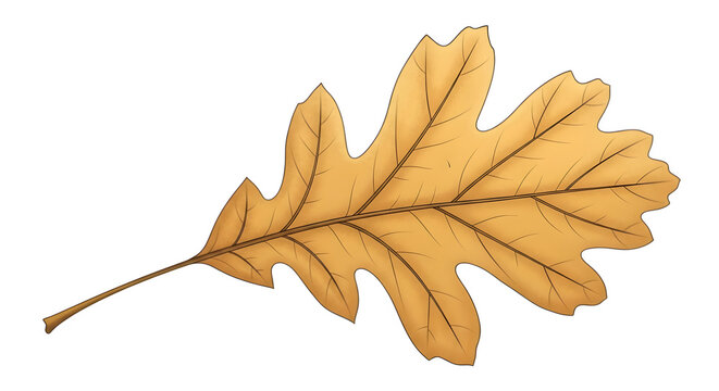 Png image of a yellow oak leaf on black background