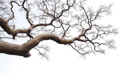 Fototapeta premium Realistic and Commercially Oriented Depiction of a Tree's Branches Against Sky