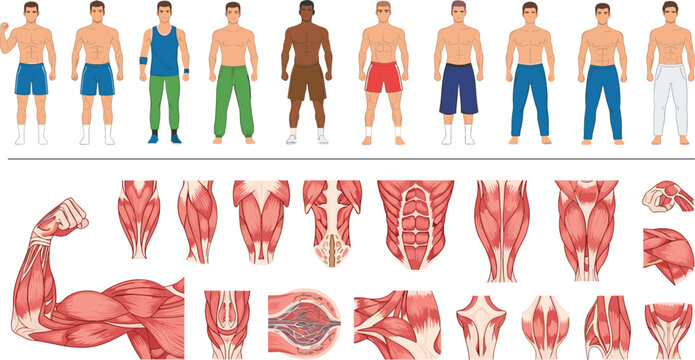 Male athlete characters collection and human muscle anatomy diagrams for fitness bodybuilding and medical education vector illustration isolated on white