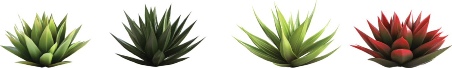Obraz premium 4 different agave plants, on a transparent background