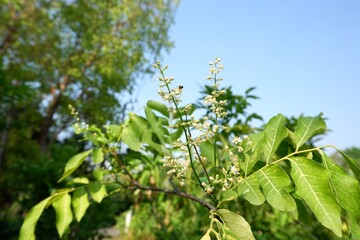 The developing inflorescence of Murraya siamensis is transforming into fruit.