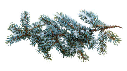 Obraz premium Winter fir branch background isolated on a Transparent background, PNG file.