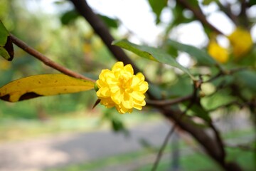 Mai flower or Ochna integerrima is a traditional Tet holiday symbol.