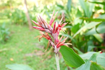 Obraz premium Magnificent Red Butsarana Canna in peak bloom