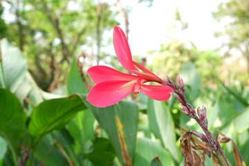 Fototapeta premium The red Canna flower are blooming profusely in the garden.