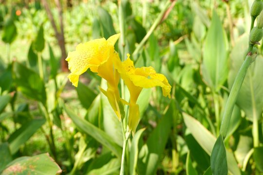 Vibrant yellow Canna flowers natural floral background
