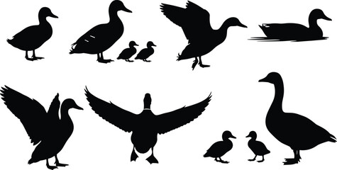 Black silhouettes of ducks and geese in various poses with ducklings, wildlife bird group activity illustration design concept © Roisul