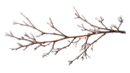 Winter frosted twig background isolated on a Transparent background, PNG file.