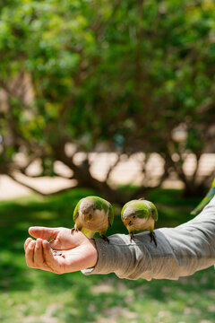 An anonymous man holding some Parrots on his arm