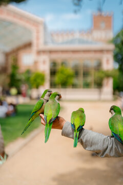 An anonymous man holding some Parrots on his arm