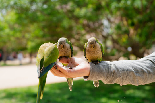 An anonymous man holding some Parrots on his arm