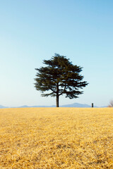 경산시 임당동 고분군 및 나무