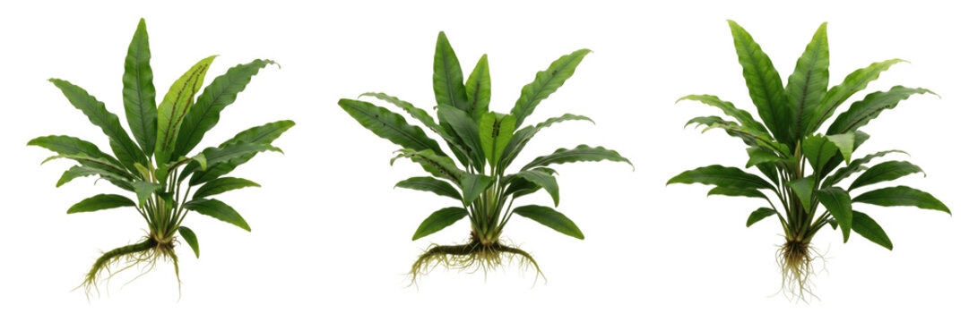 Java fern narrow leaf (Microsorum pteropus narrow leaf) aquarium plant isolated on white background, low light aquarium plant, tropical freshwater planted tank fern, aquarium greenery, aquascaping pla