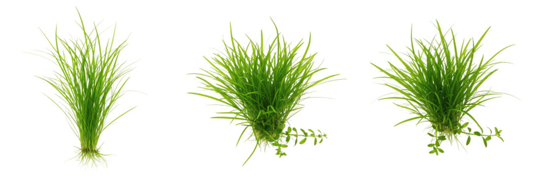 Echinodorus tenellus aquarium plant isolated on white background, dwarf Amazon sword, low light tropical freshwater planted tank, miniature aquatic fern, slow-growing aquarium greenery, aquascaping pl