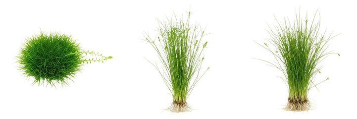 Eleocharis vivipara aquarium plant isolated on white background, tropical freshwater planted tank, low light aquarium carpeting plant, slow-growing foreground greenery, aquascaping aquatic plant, Eleo