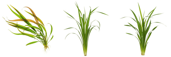 Fototapeta premium Vallisneria americana aquarium plant isolated on white background, Amazon eelgrass, tropical freshwater planted tank, low light aquarium greenery, long aquatic ribbon plant, slow-growing foreground aq