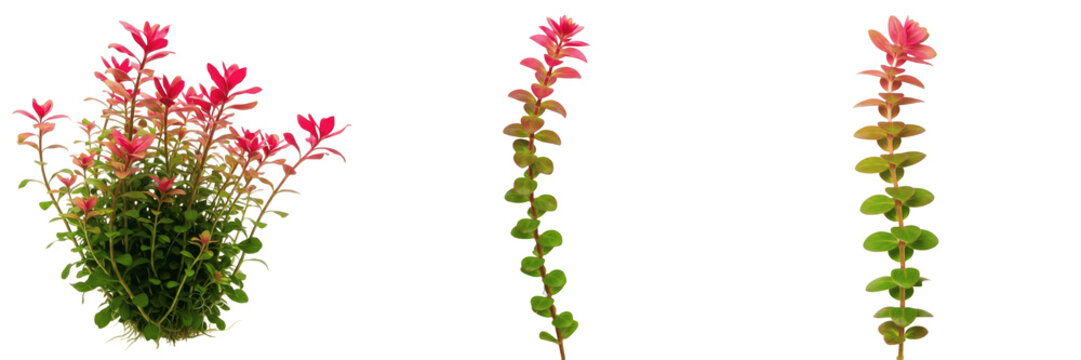 Rotala rotundifolia aquarium plant isolated on white background, tropical freshwater planted tank, low light aquarium greenery, fast-growing stem plant, red and green aquarium plant, aquascaping foreg