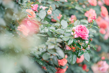 バラ園に咲くバラの花