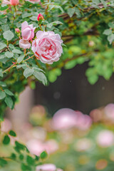 バラ園に咲くバラの花