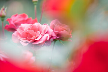 バラ園に咲くバラの花