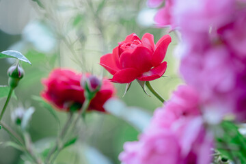 バラ園に咲くバラの花