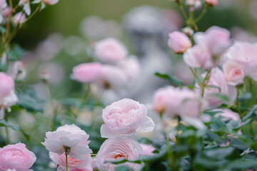 バラ園に咲くバラの花