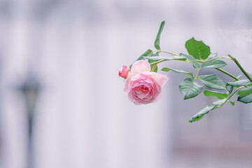 バラ園に咲くバラの花