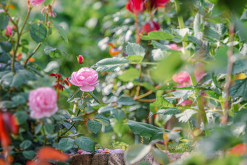 バラ園に咲くバラの花