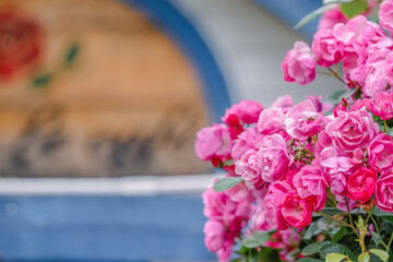 バラ園に咲くバラの花